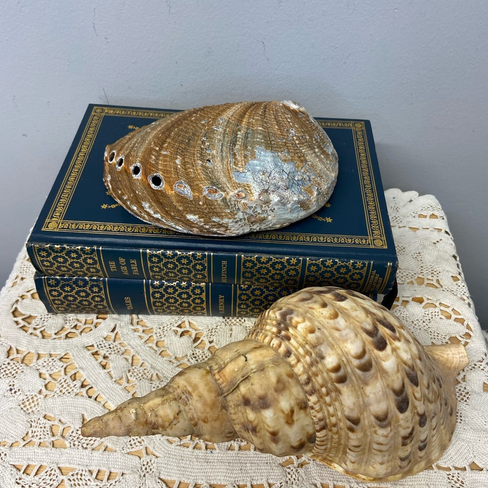 Two Shells-Abalone and Conch - Picture 4 of 11